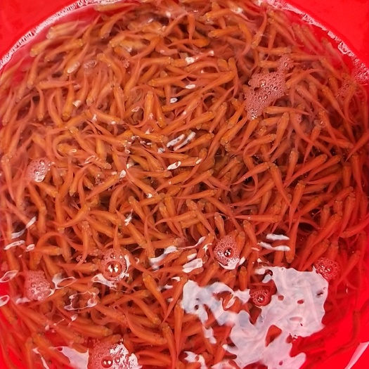 广州金草鱼苗 