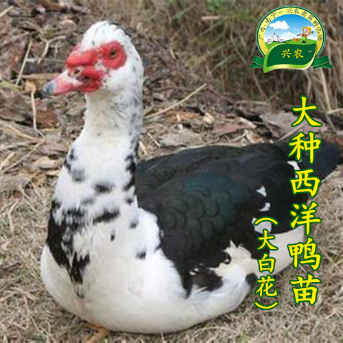 南宁西洋鸭苗