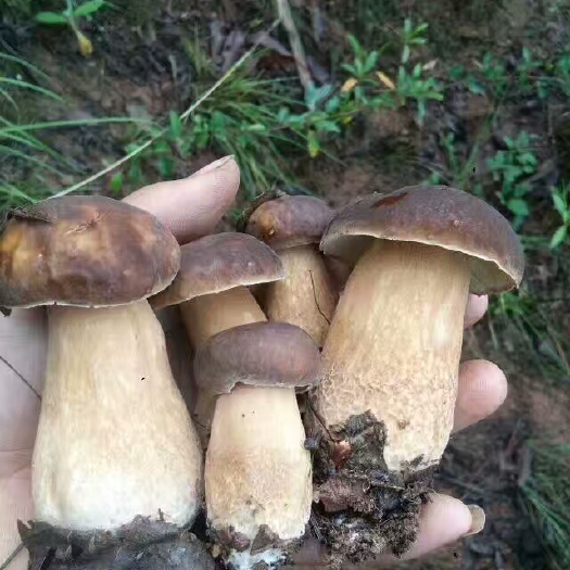 会理市美味牛肝菌 1.0% 特级