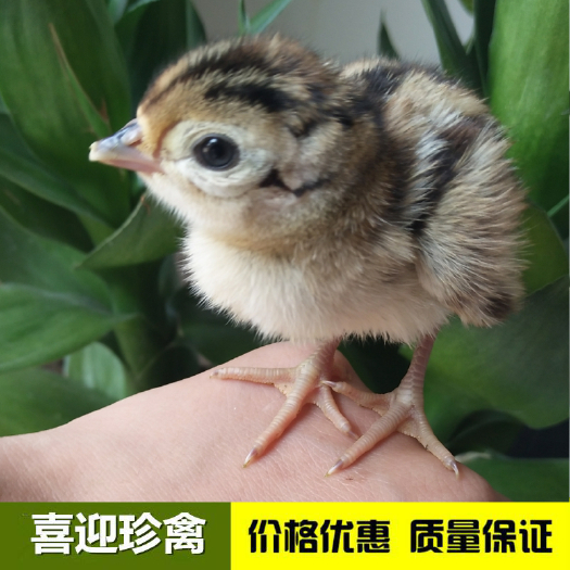 佛山七彩山鸡苗，