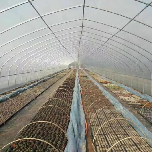 沭阳县钢管大棚 