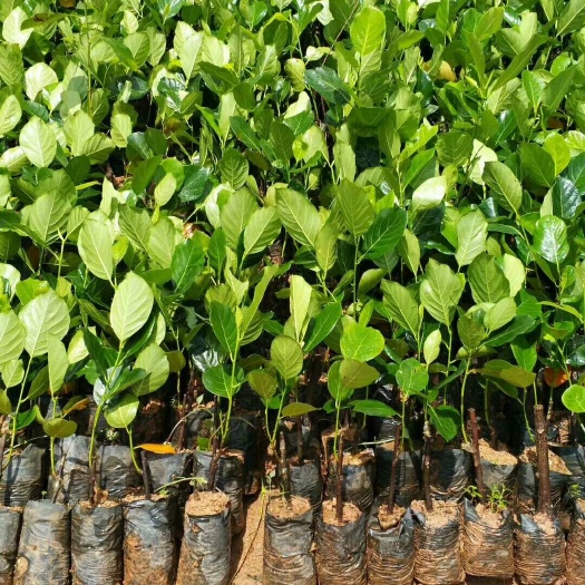 灵山县马来西亚一号菠萝蜜苗 
