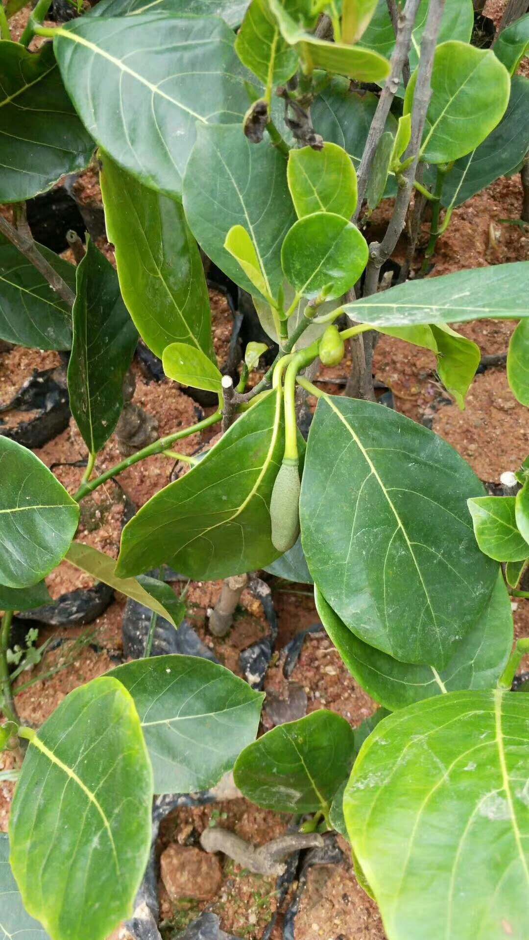菠萝蜜幼苗叶子图片图片