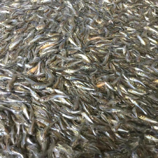 广州斑点叉尾鮰鱼 斑点叉尾鮰鱼