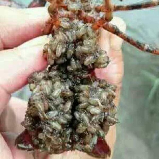 淮安小龙虾苗
