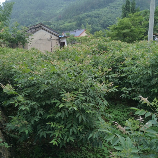 建德市吴茱萸