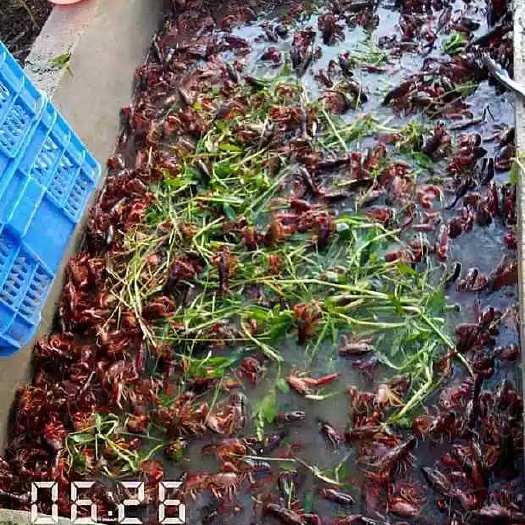 淮安小龙虾苗
