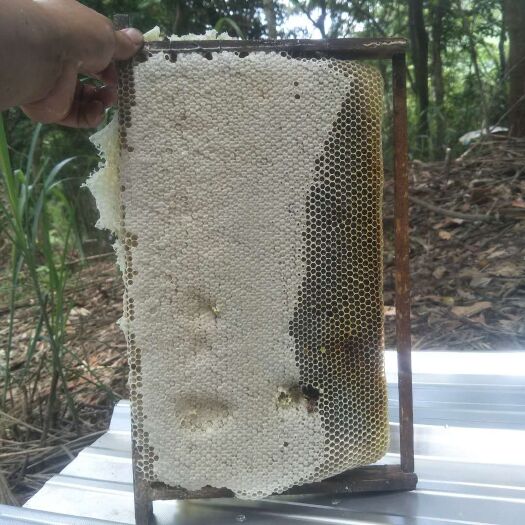 琼中县野生蜂蜜  2年 桶装