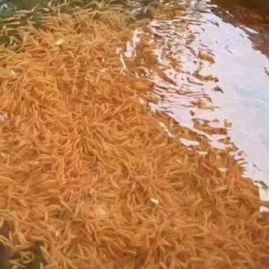 广州金草鱼苗 