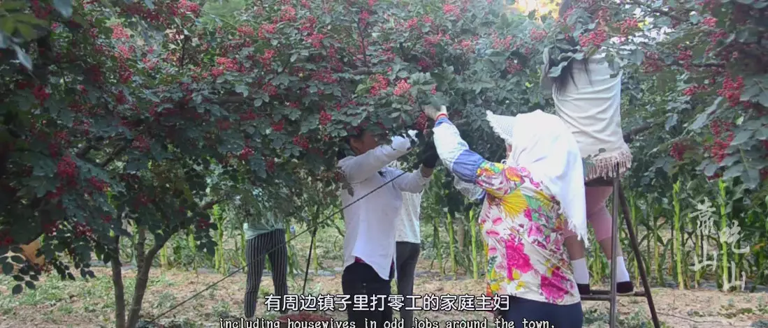 陇南花椒 特级 干花椒