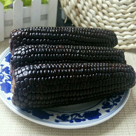 海口玉米种子