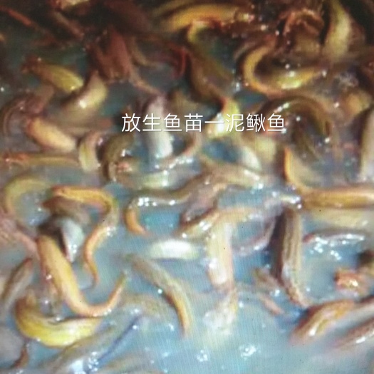 北京真泥鳅 35尾/公斤 10-15cm 人工养殖