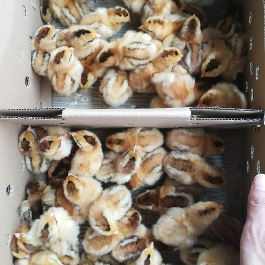 南宁灵山土鸡苗