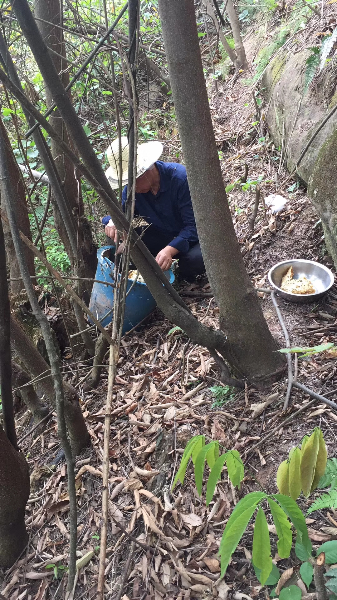 土蜂蜜 玻璃瓶装  2年以上 
