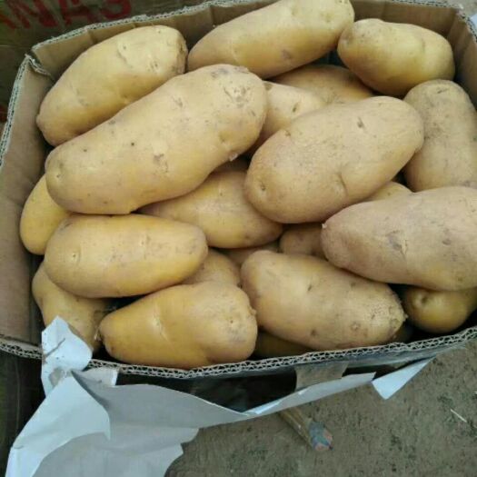 开封 荷兰15号土豆