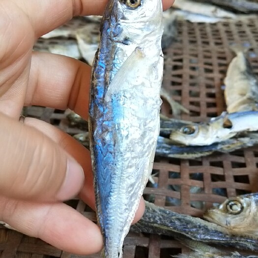 漳浦县巴浪鱼干