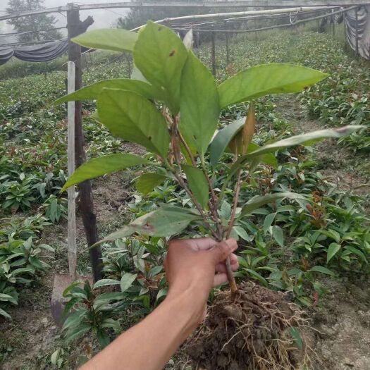 灌阳县粉红黑老虎苗