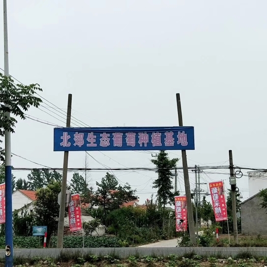 阜宁县夏黑葡萄 5%以下 1次果 2斤以上