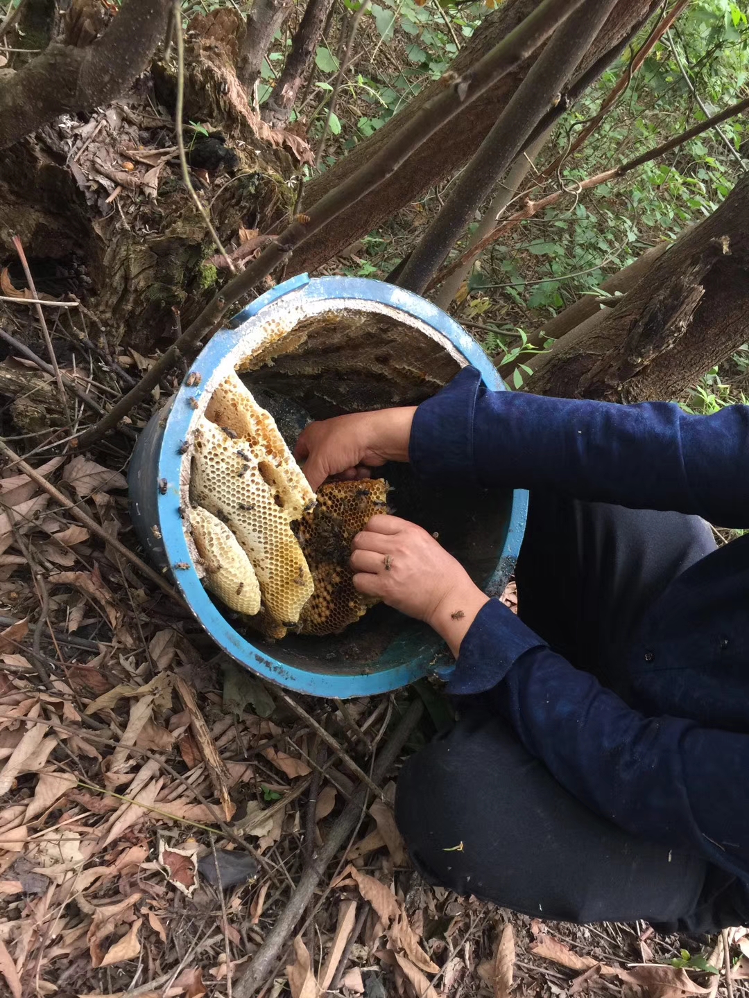 土蜂蜜 玻璃瓶装  2年以上 
