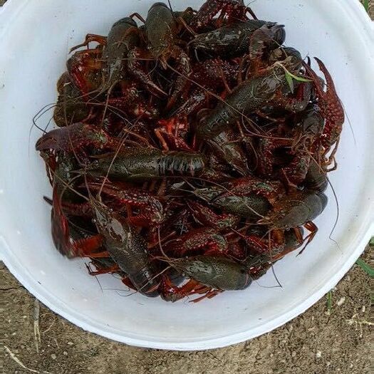 徐州 优质小龙虾