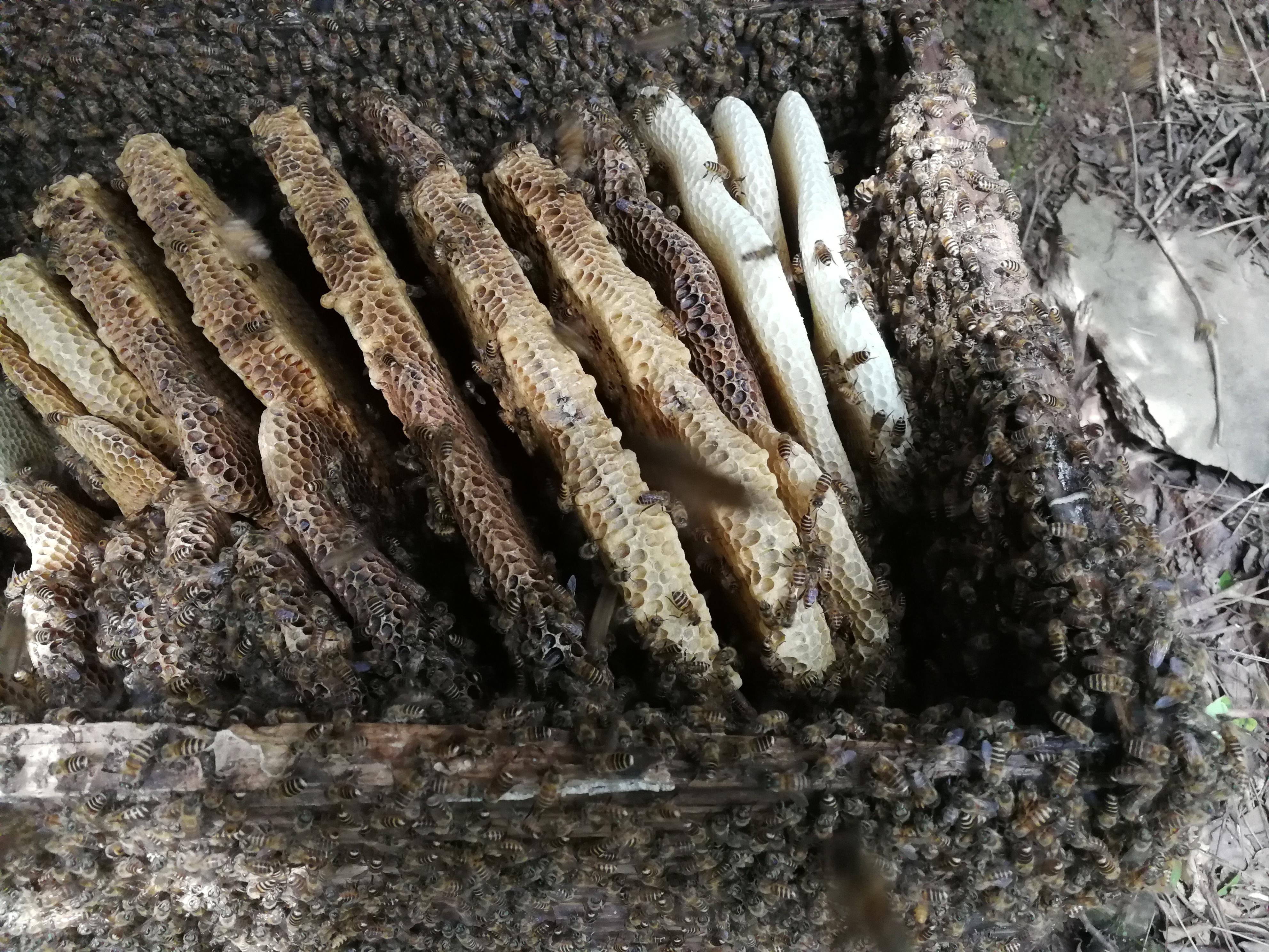 土蜂蜜 玻璃瓶装  2年以上 