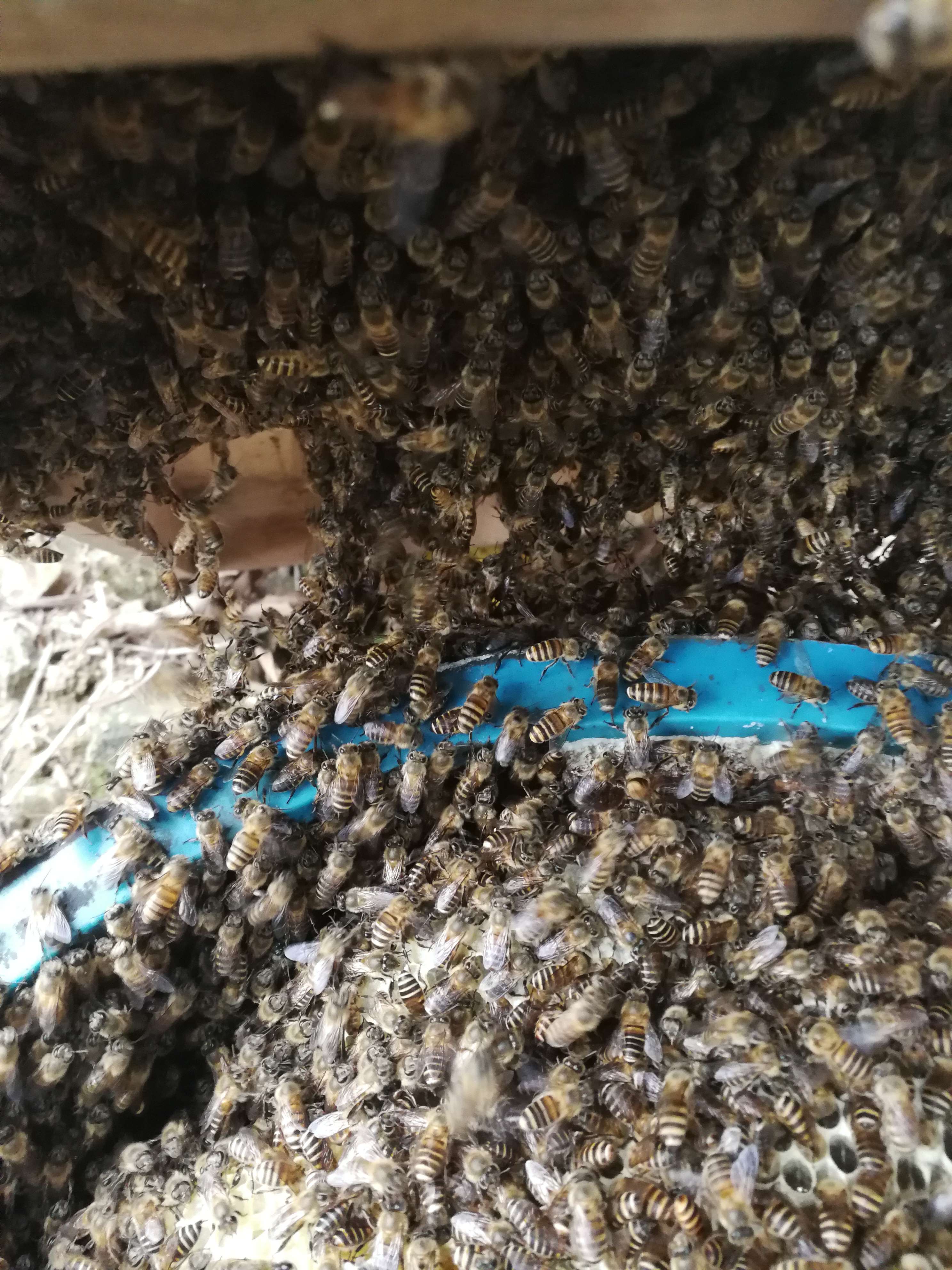 土蜂蜜 玻璃瓶装  2年以上 