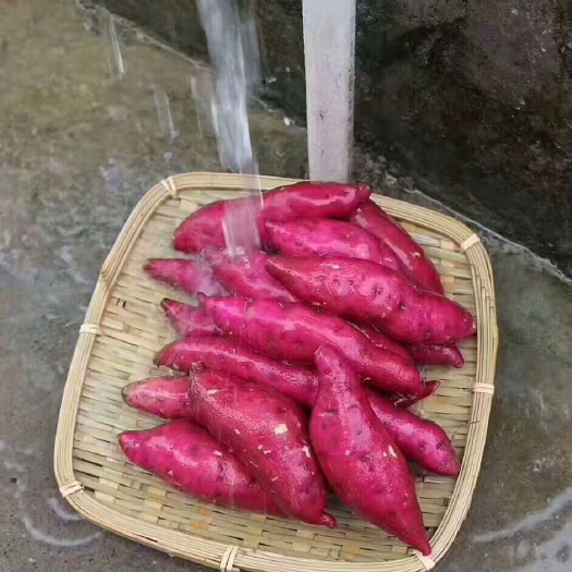 杭州天目小香薯 红皮 1~3两