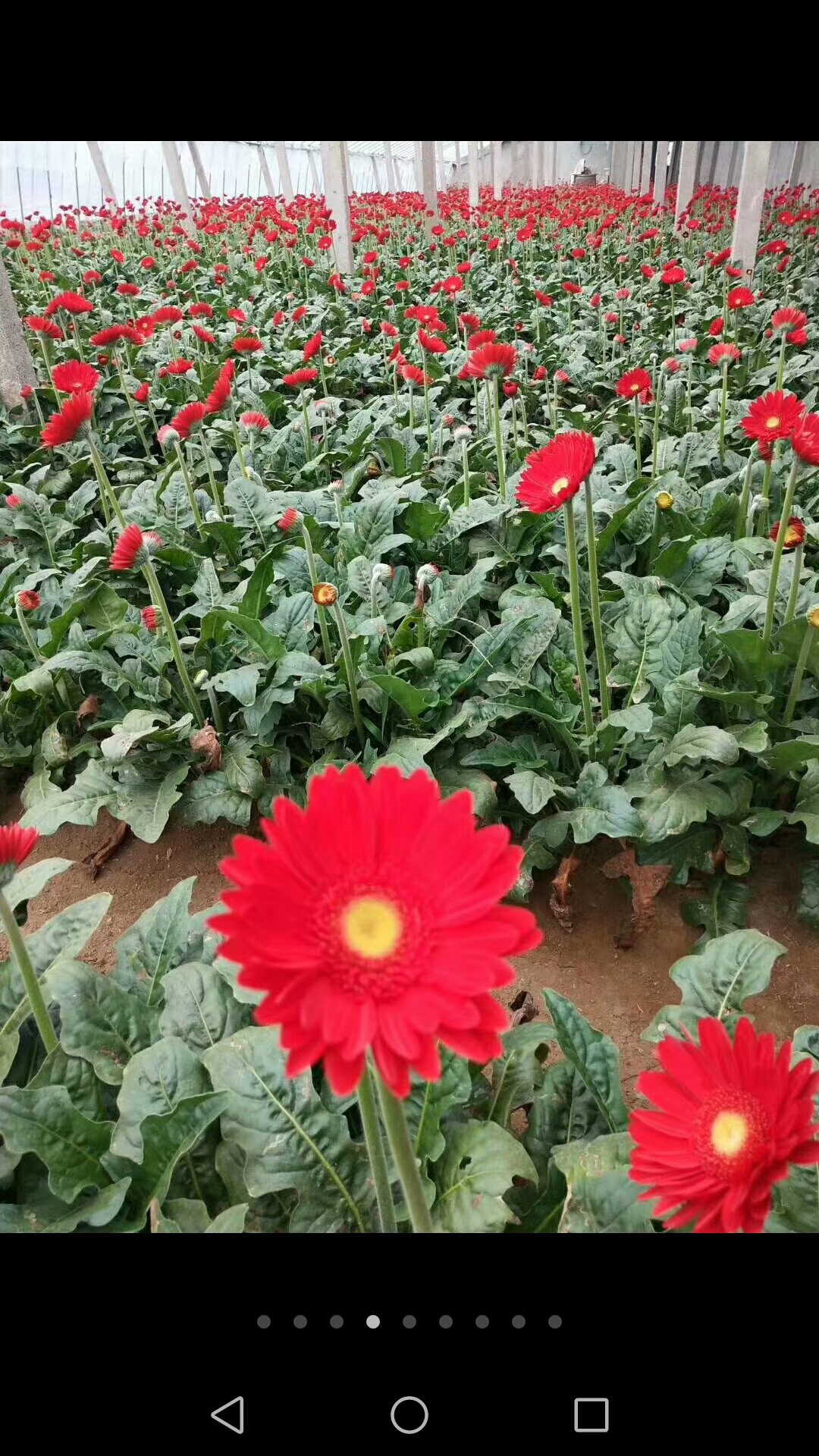 非洲菊 扶朗  量大优惠