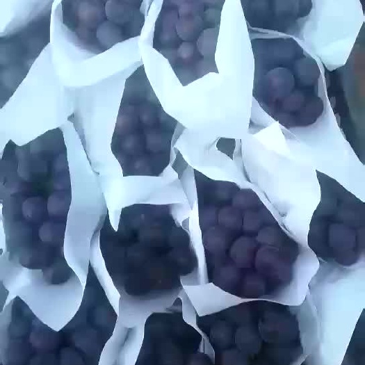 邯郸夏黑葡萄