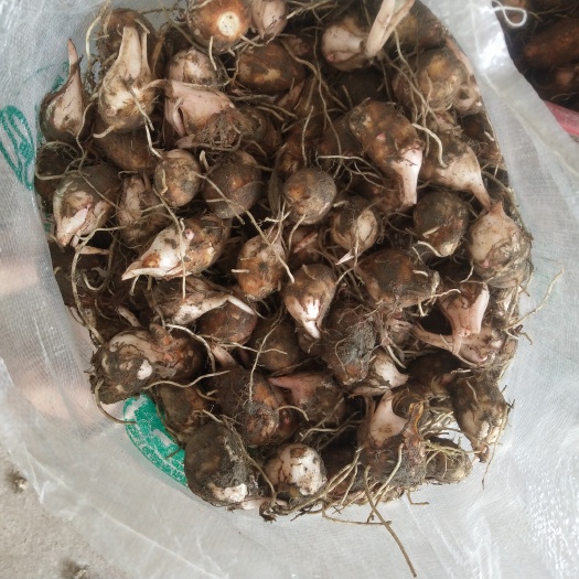 铅山县江西紫溪红芽芋