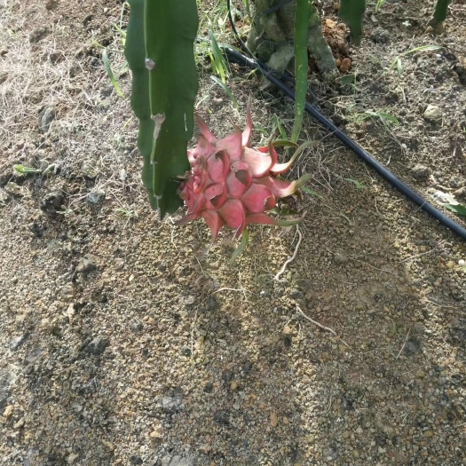 遂溪县红皮红肉火龙果