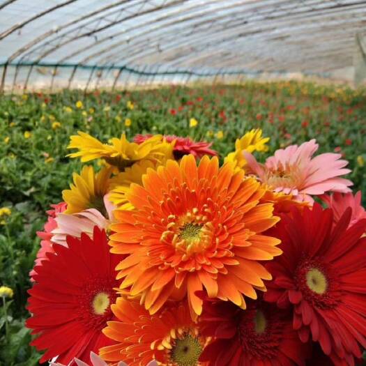 莒县非洲菊 太阳花  量大优惠  私聊