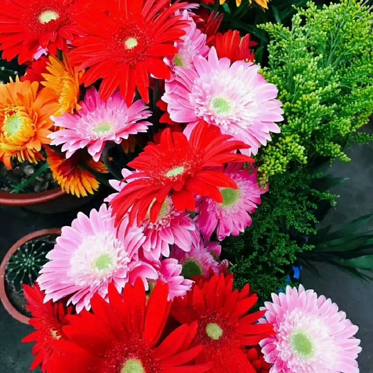 莒县非洲菊
