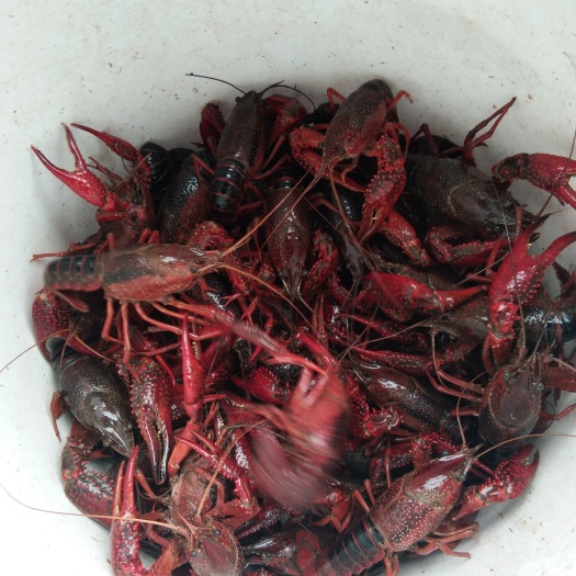 重庆市清水小龙虾 3-5钱 人工养殖