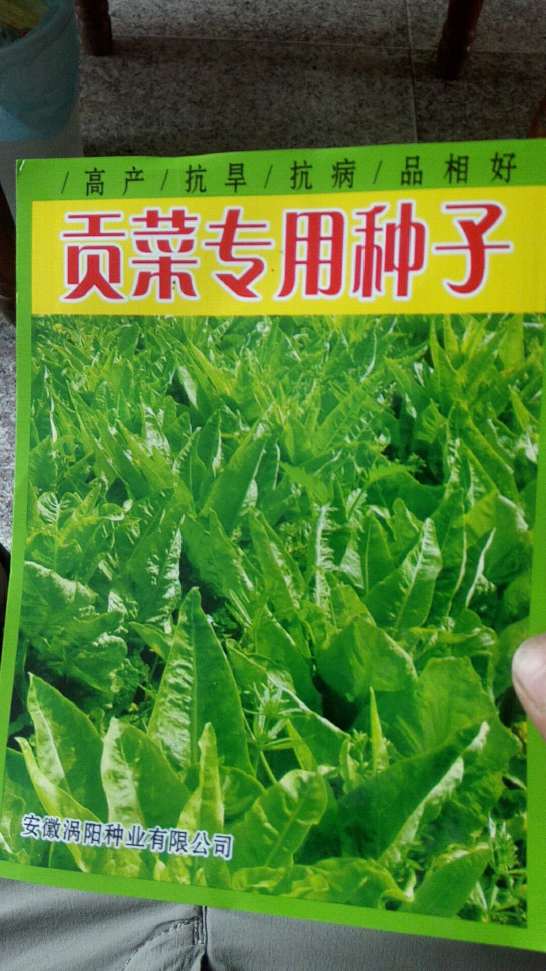 涡阳县贡菜种子