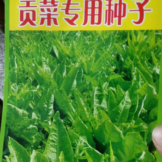 涡阳县贡菜种子