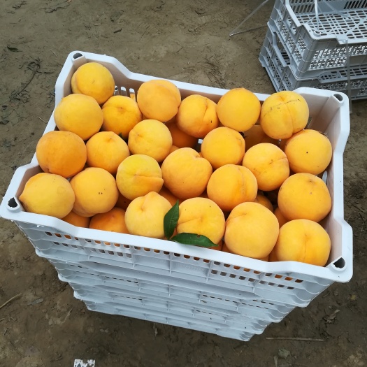 砀山县 黄桃