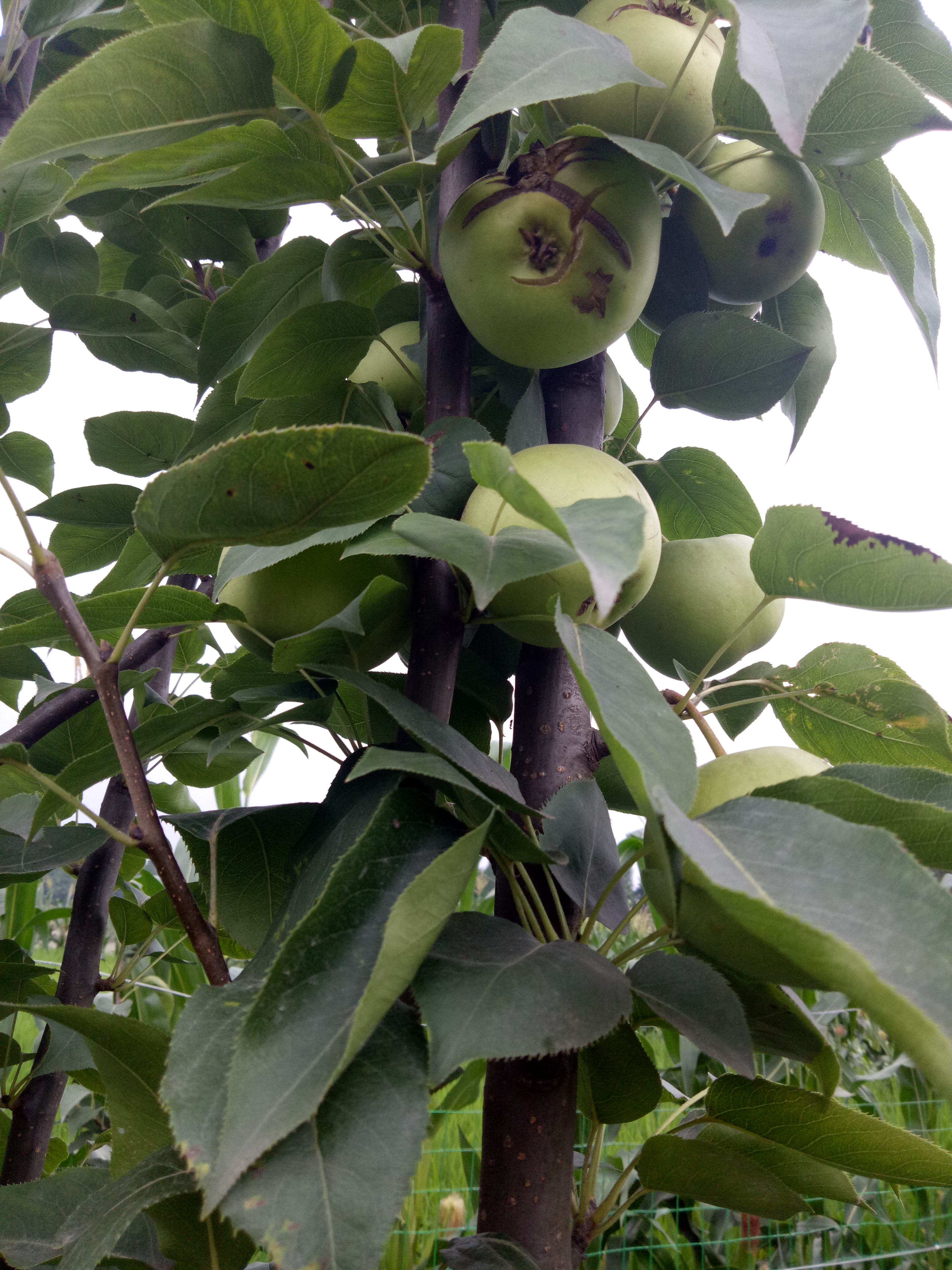 绿宝石梨 无公害绿色水果，味道就是不一样，“你吃了就知道”不信你试试