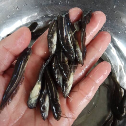 广州大口鲶鱼苗 