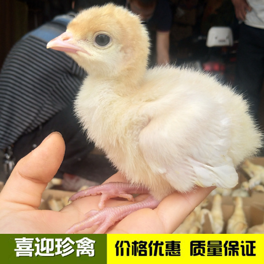 佛山火鸡苗