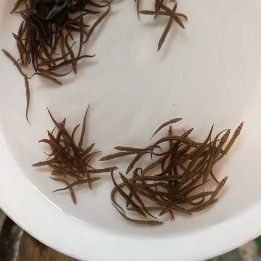 广州刺鳅鱼苗