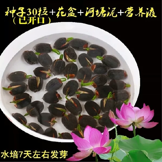 郯城县碗莲种籽睡莲荷花种子水养花卉种孑水培室内植物花种籽子四季开