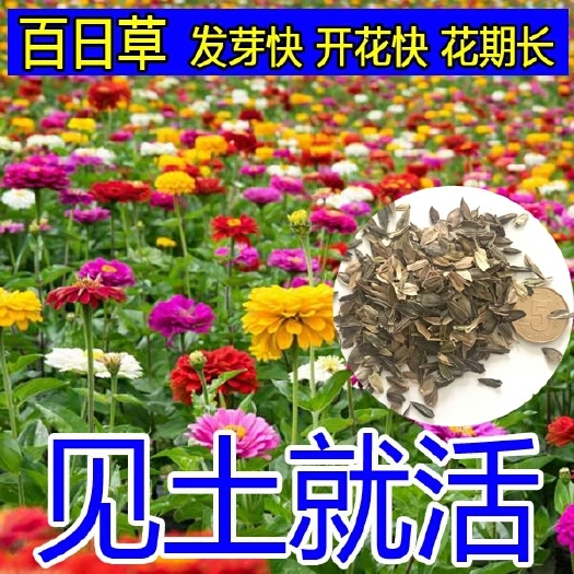 沭阳县百日草种子  百日草花籽种子混色百日菊花籽四季开花易活花种子庭院阳台盆栽花