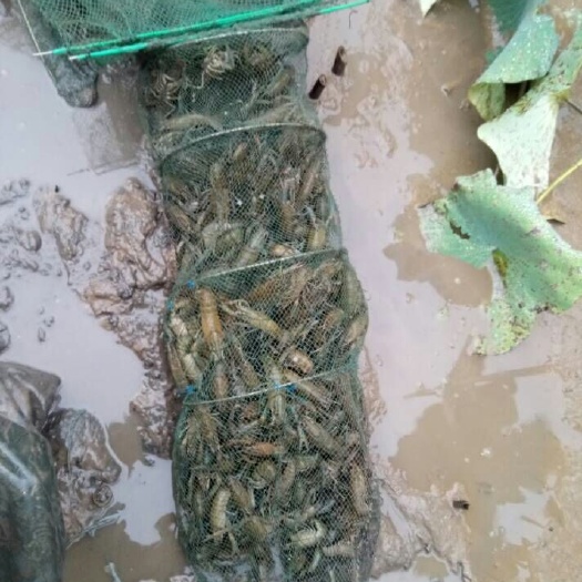 重庆市小龙虾苗