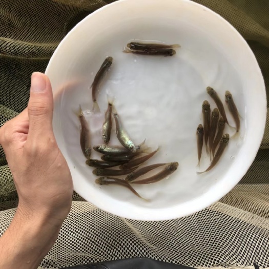 广州丁桂鱼苗 