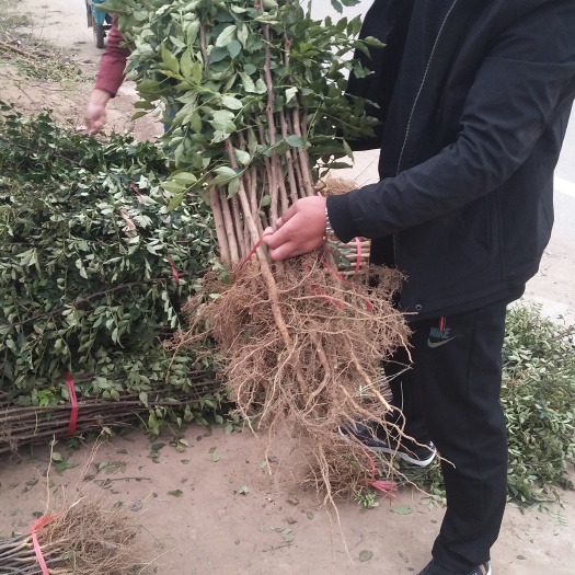 泰安小红袍 