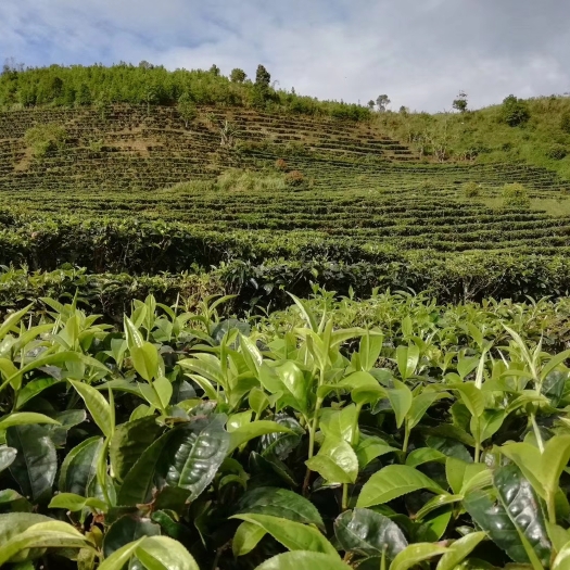 勐海县古树红茶 散装 二级 