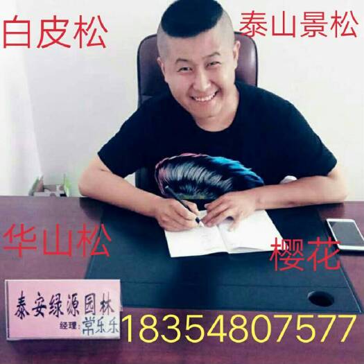 泰安白皮松