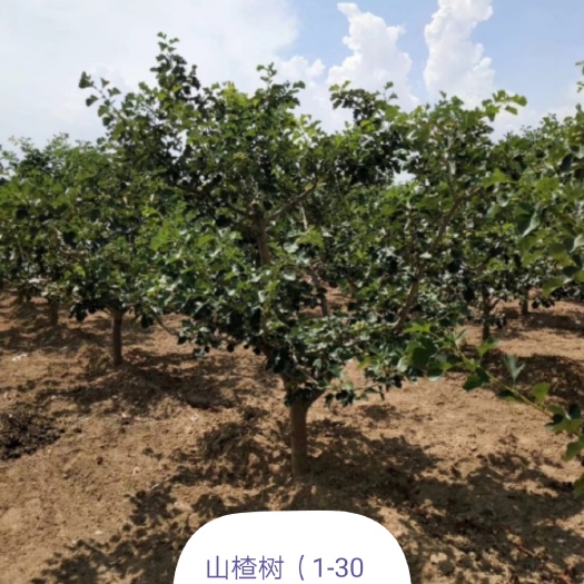 绛县歪把红山楂树苗