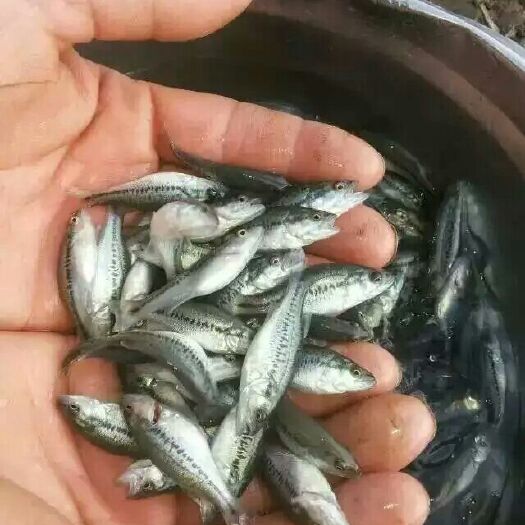 广州加州鲈鱼苗 